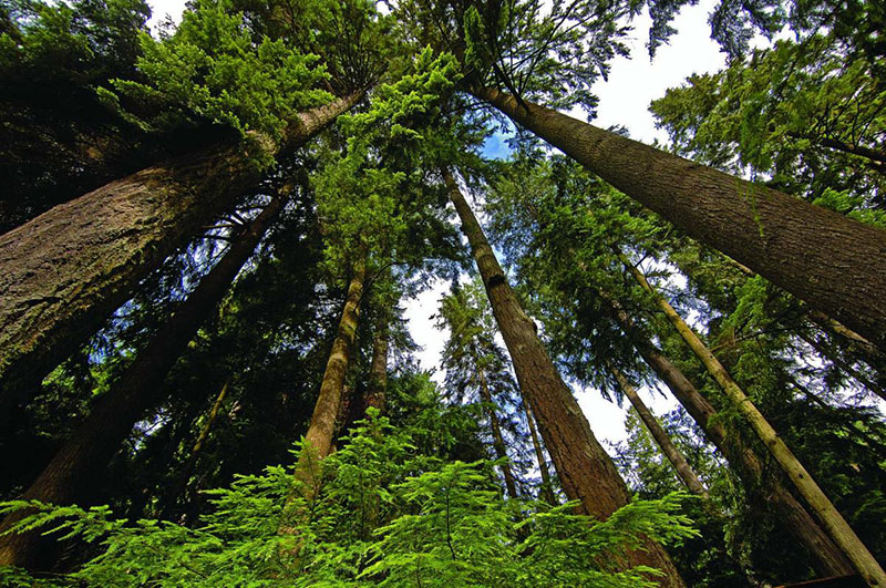 Trilhas de floresta no Pacific Spirit Regional Park em Vancouver