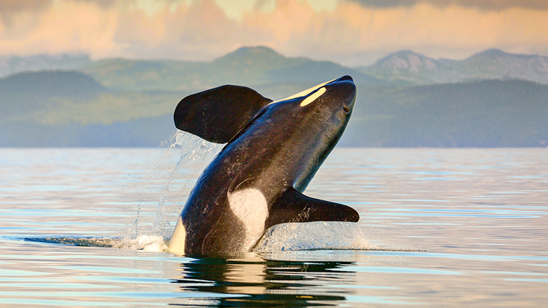 Observação de baleias ao pôr do sol em Victoria