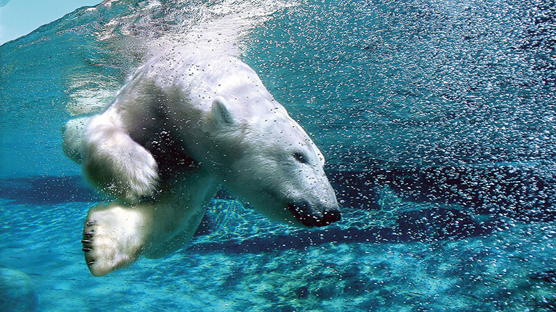 Urso polar no Aquário de Quebec