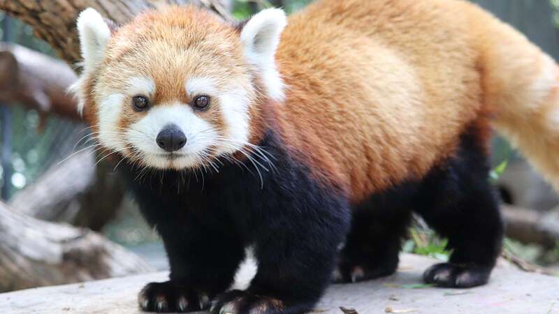 Panda vermelho no Assiniboine Zoo