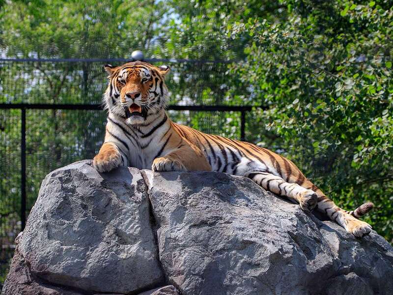 Tigre no Assiniboine Zoo