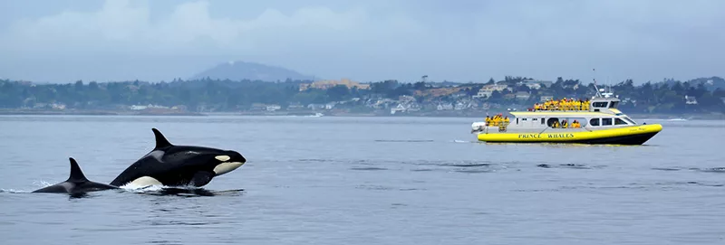 Turistas na Observação de baleias ao pôr do sol em Victoria