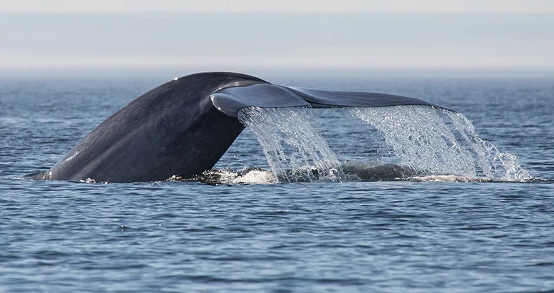 Proximidade da observação de baleias em Quebec