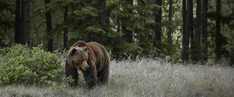 Urso no passeio de observação da vida selvagem em Jasper